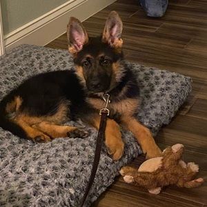 Meet your Posher, Lynne